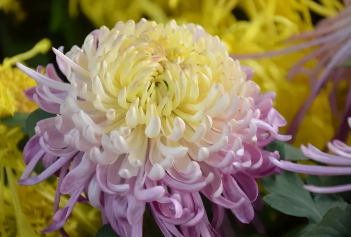 夏天盆栽菊花怎么养详细介绍「精心整理」 -骁龙网