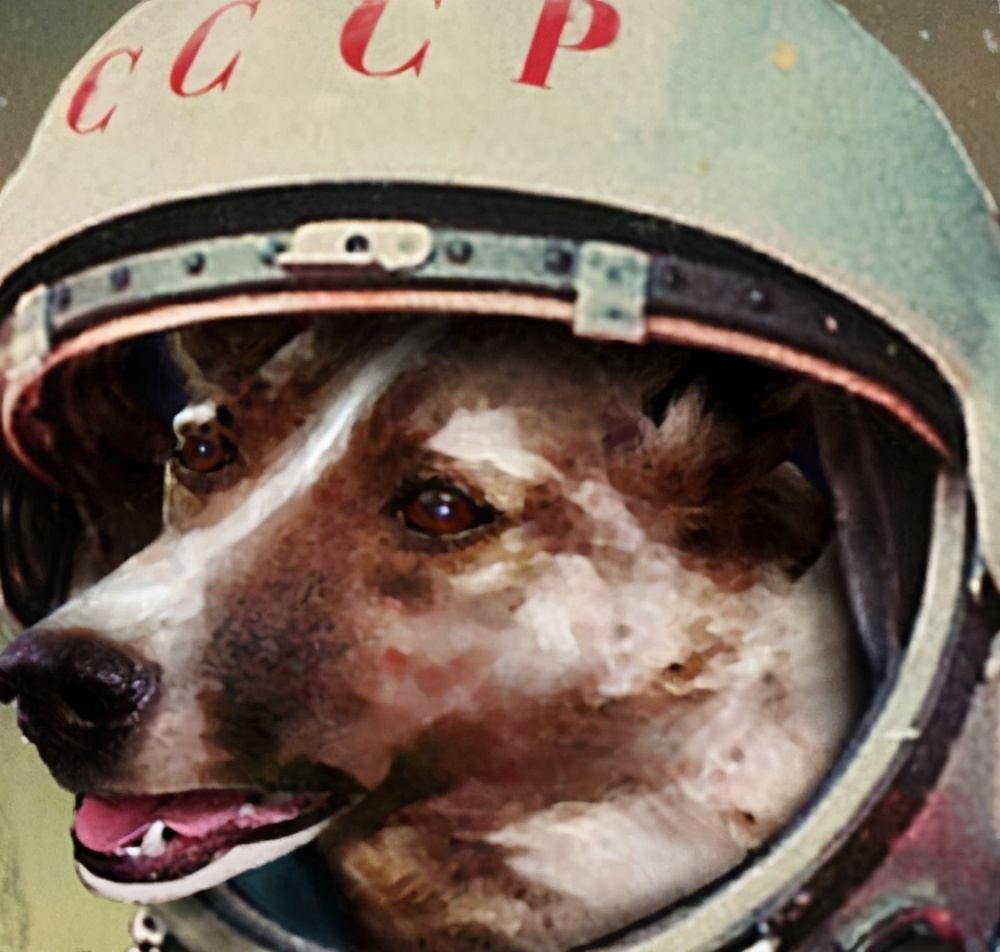 1957年，一只流浪狗被送上太空，为何却只活了5小时？