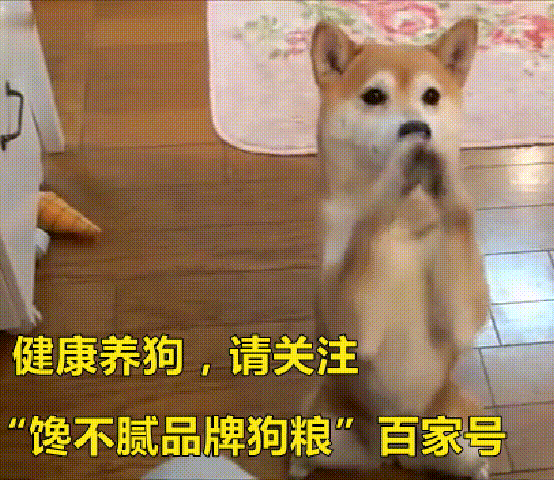 金毛犬很“危险”，我劝你不要养，不然和我一样后悔莫及！