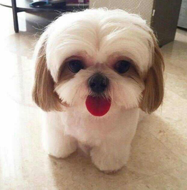 小型犬品种大全图片（十大适合家养的小型犬）