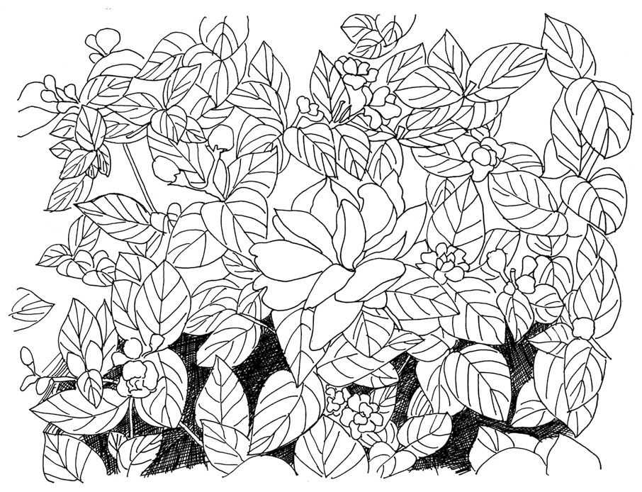 零基础钢笔画教程:分步骤讲解茉莉钢笔画画法,简单易学,快临摹