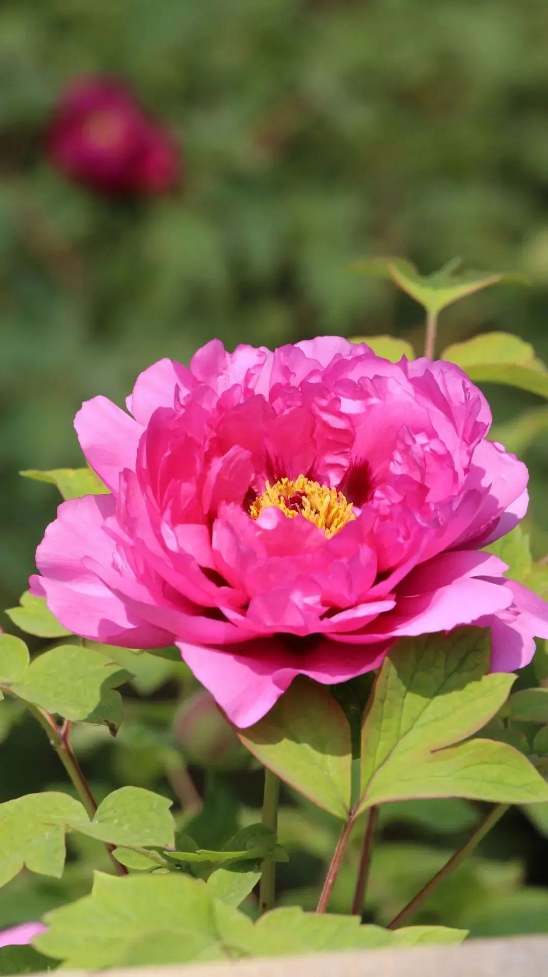 牡丹必活绝技"八肥八水法",盛开的牡丹又大又艳占尽便宜