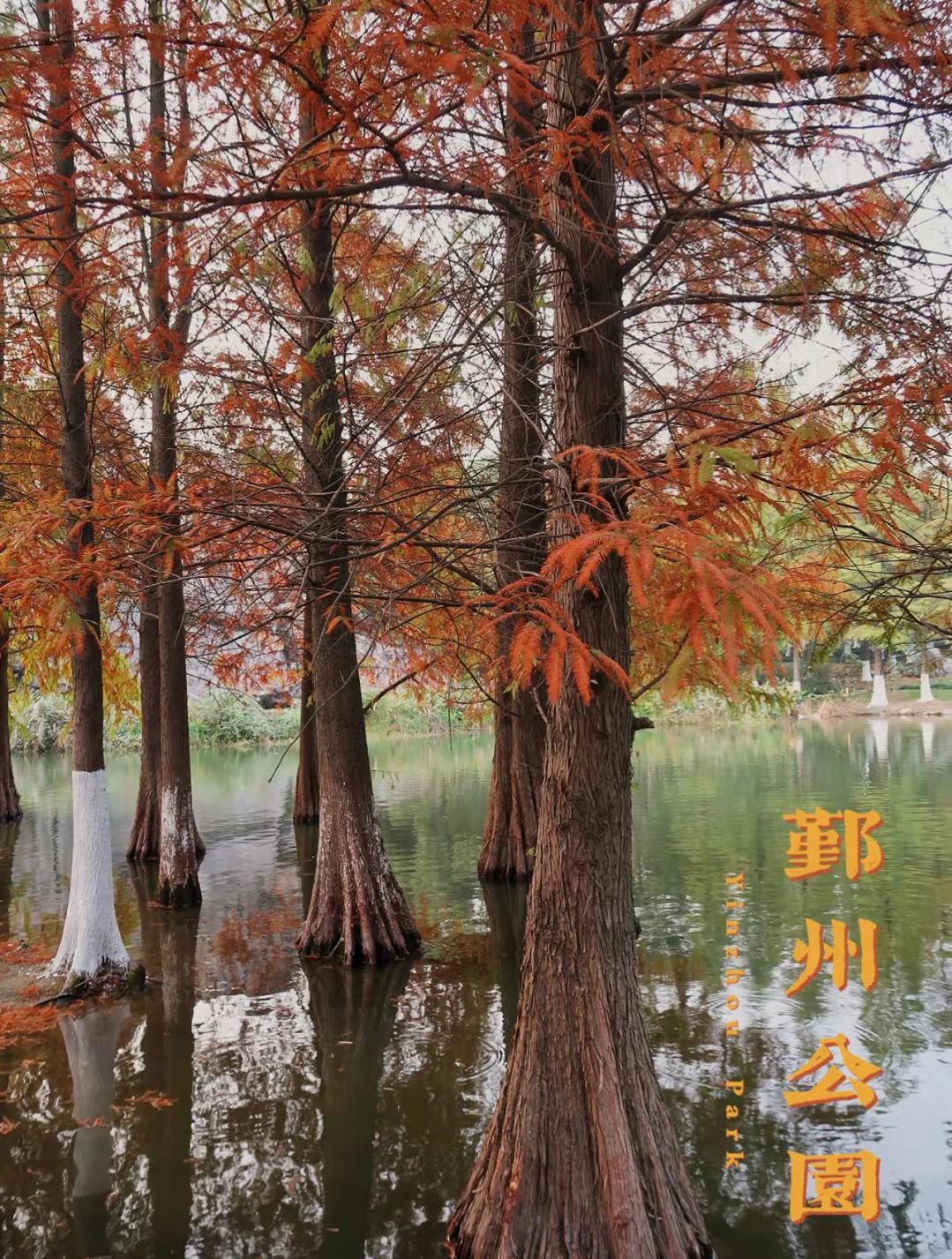 宁波赏秋，这三个地方堪称大自然的调色盘，宛若童话仙境