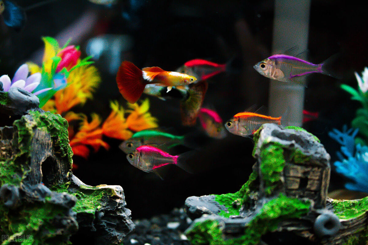 小鱼缸养鱼,会面临哪些难题,单纯使用氧气泵可以吗?