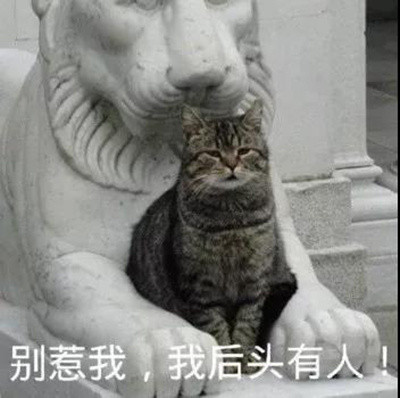 猫咪表情包：关下灯，谢谢