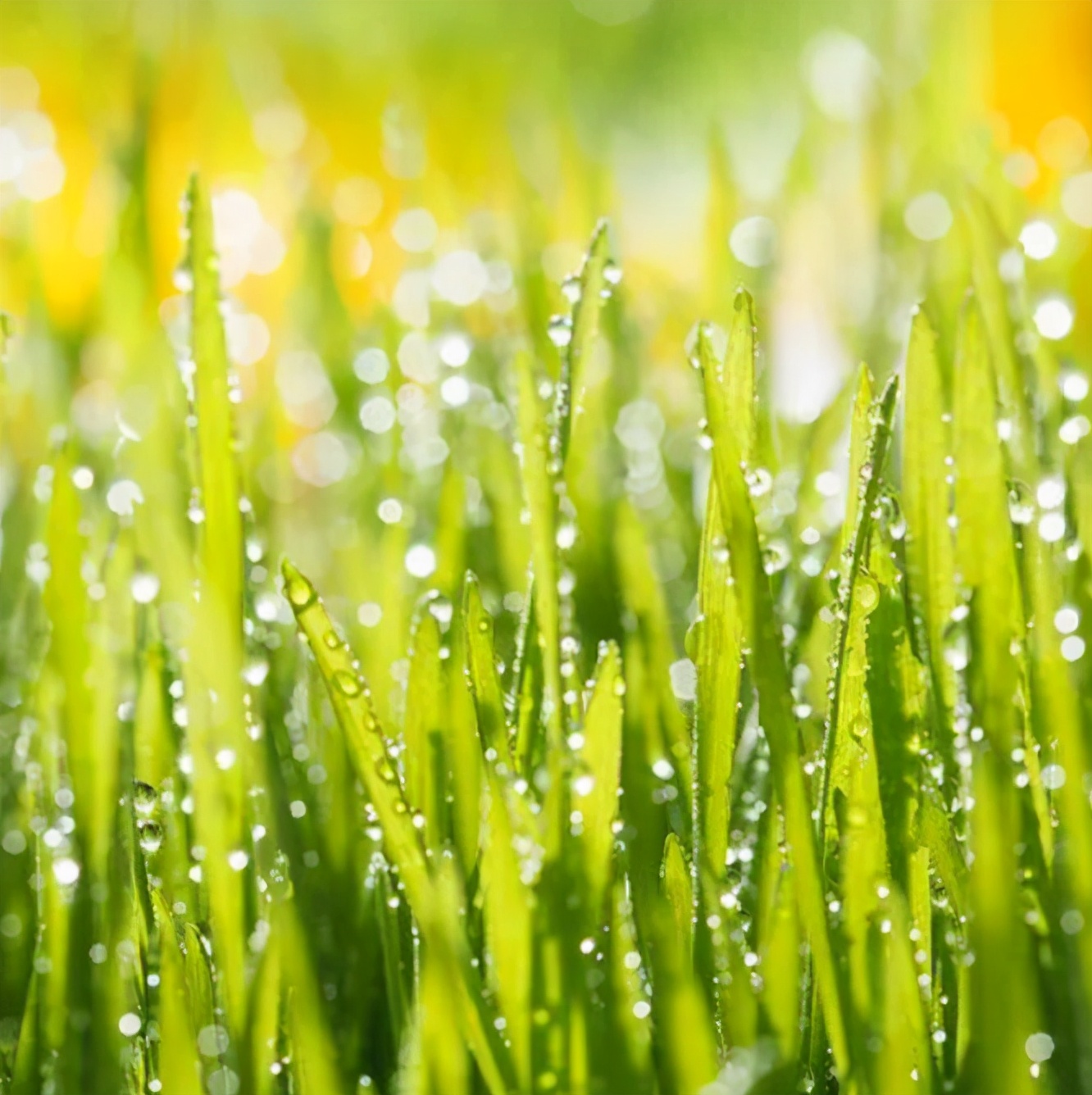 春雷的诗句有哪些(关于春雷的诗句古诗分享)-美文社