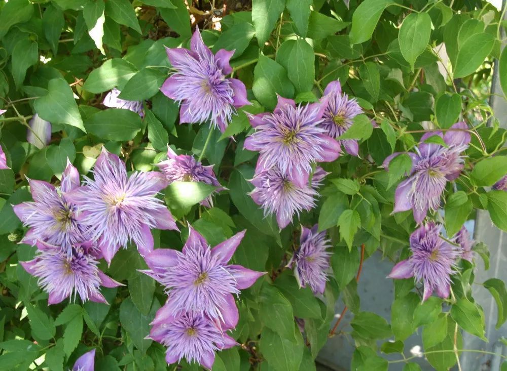 鐵線蓮花期如古鐵線蓮花期