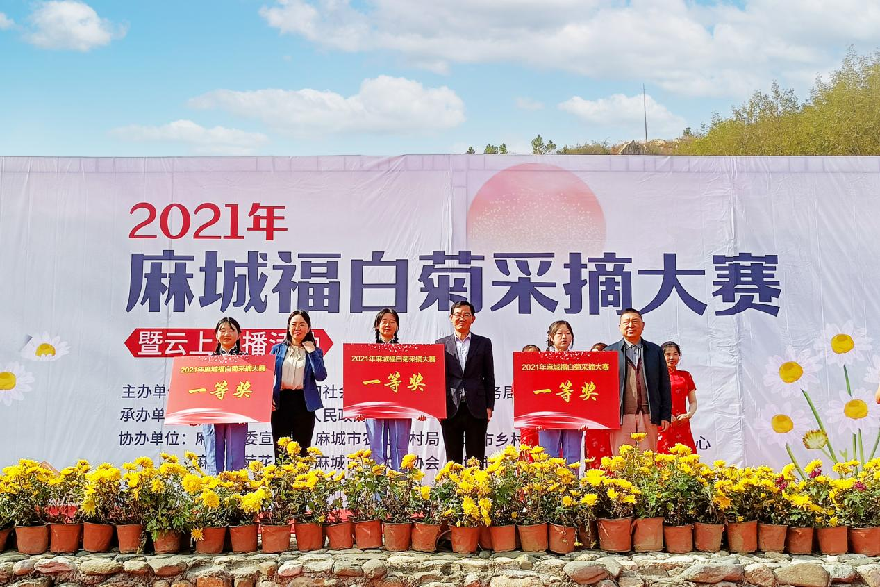 湖北麻城：福白菊采摘大赛在福田河纯阳山菊花基地隆重举行