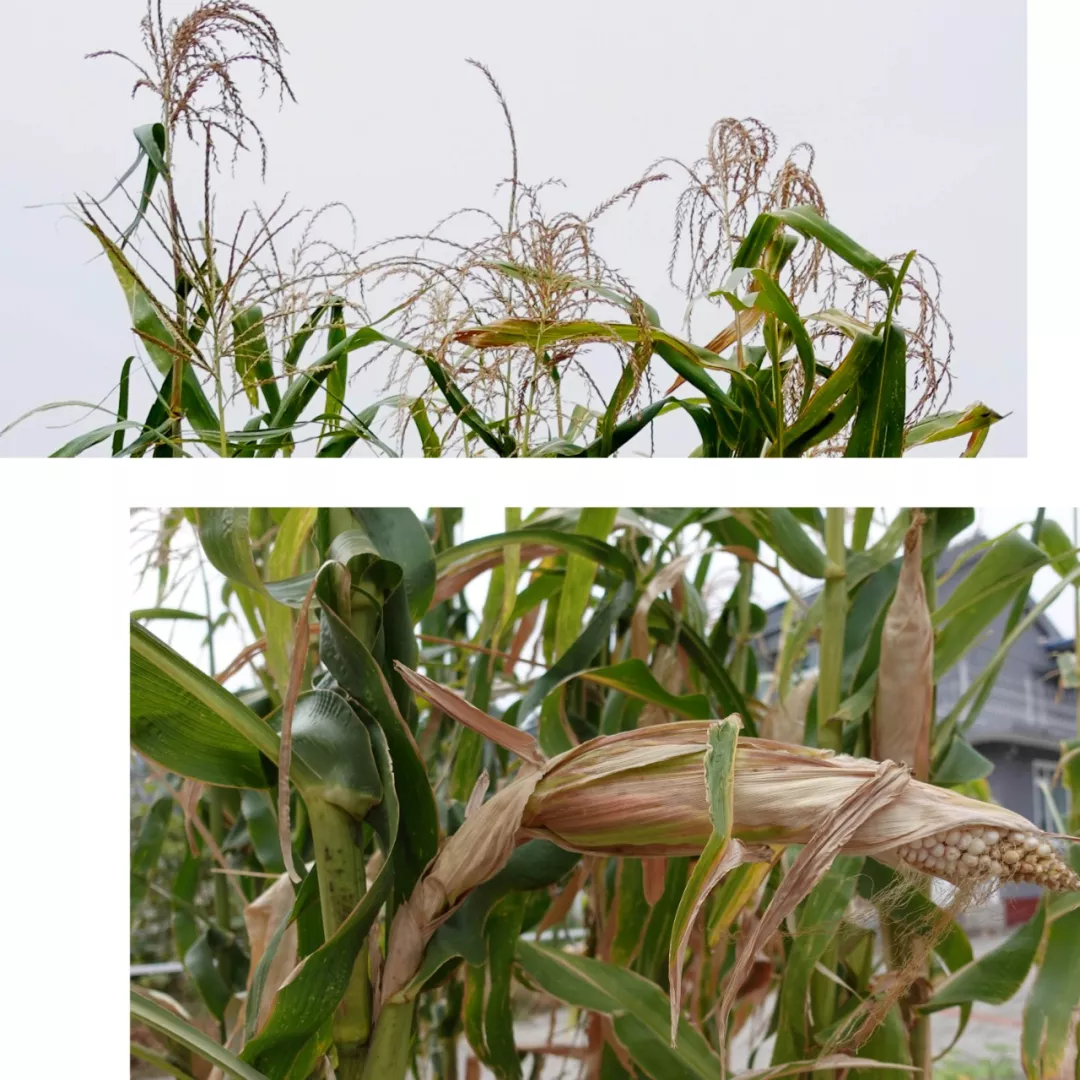 田野畅想曲 | 马顺先的玉米写生