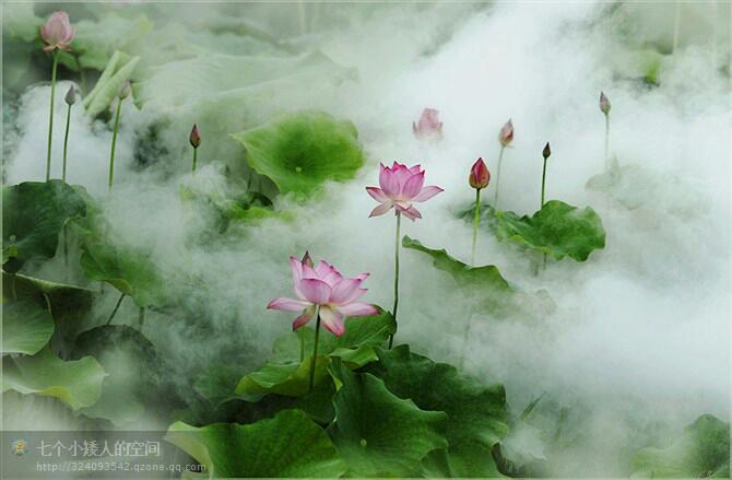 古诗词‖《采莲曲》诗词鉴赏