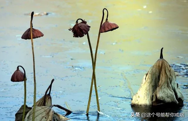 心如荷花天地宽，人生一笑岁月长；医海无涯必励钻，博采勤收受益