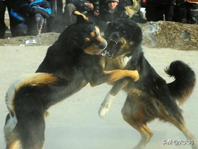 北方农村斗狗故事之黑背犬王