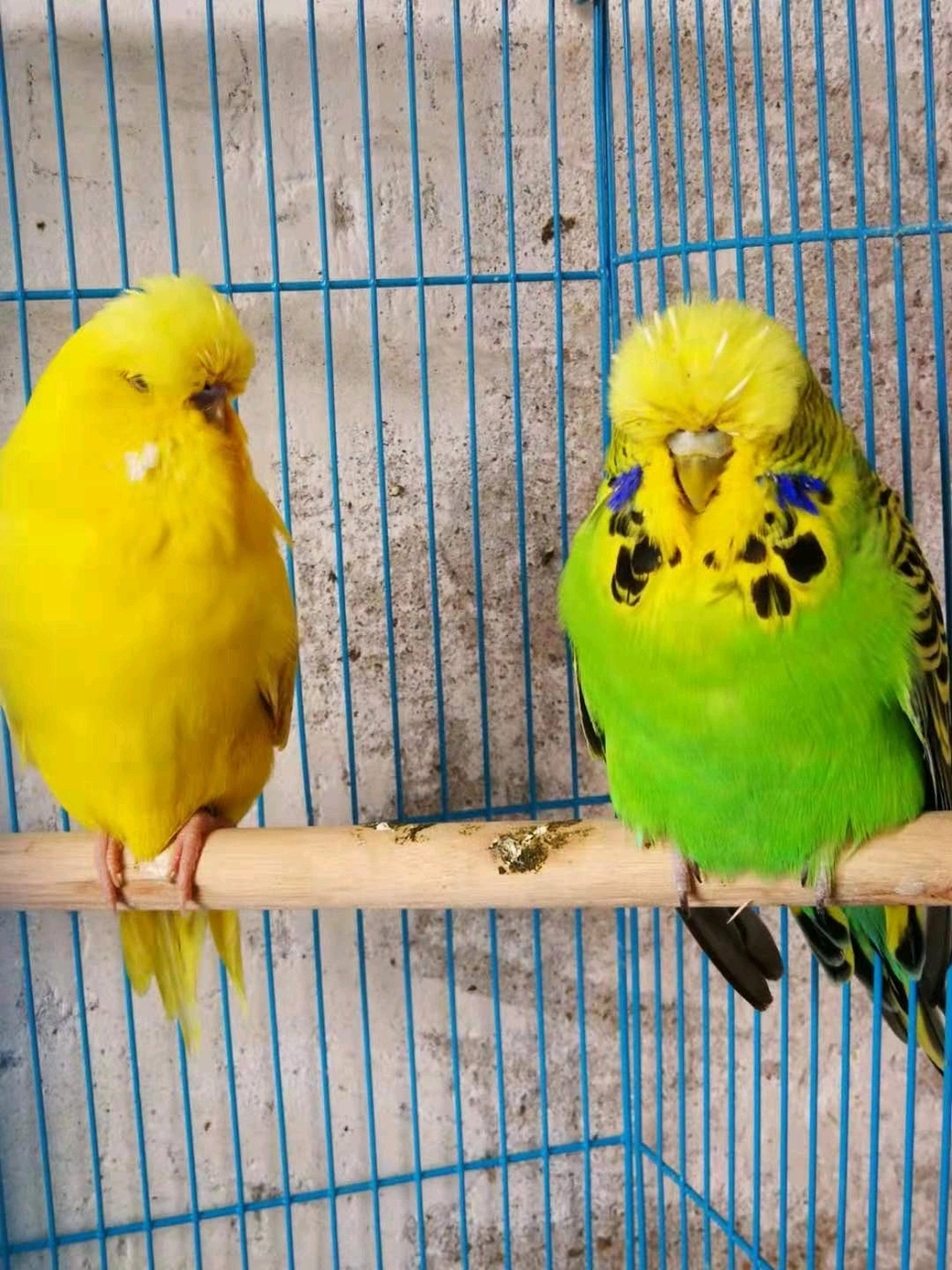 众所周知虎皮鹦鹉是最便宜的鹦鹉,因为野生的虎皮鹦鹉非常多,加上虎皮