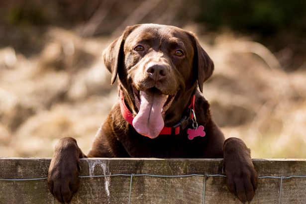 详细：英国42种最昂贵的犬种，我家的宝贝身价几何？