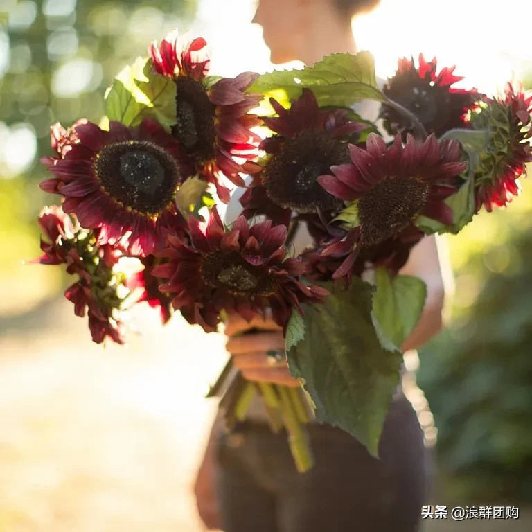 向日葵象征什么意义（夏季花园最佳代言人）