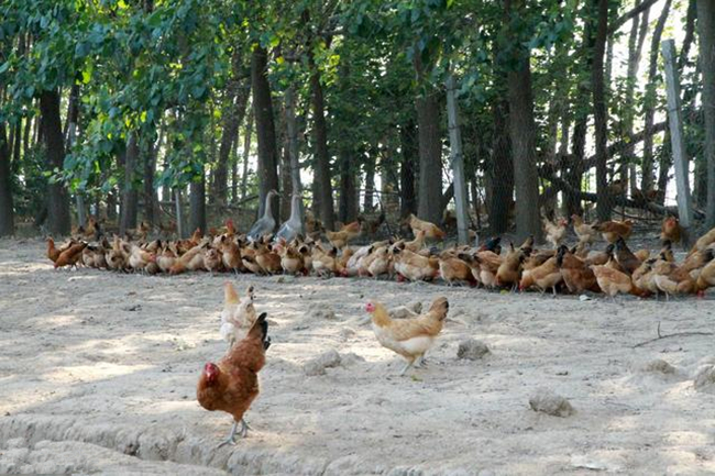 若将100只家鸡放生野外，3年之后会如何？会越来越多吗？