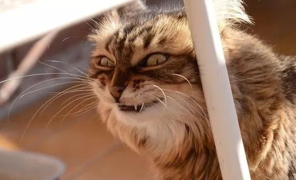 死亡凝视的含义 _飞翔号