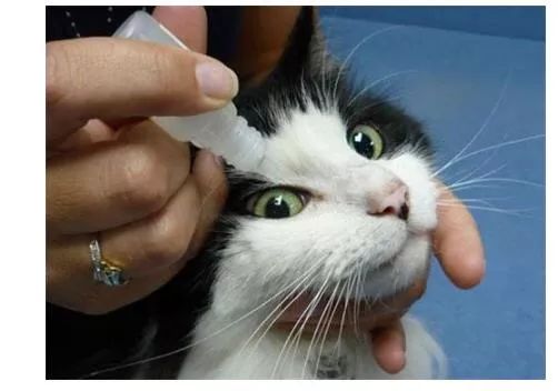 猫鼻支是怎么诊断的，又该怎么办呢？|猫鼻支治疗方法一览