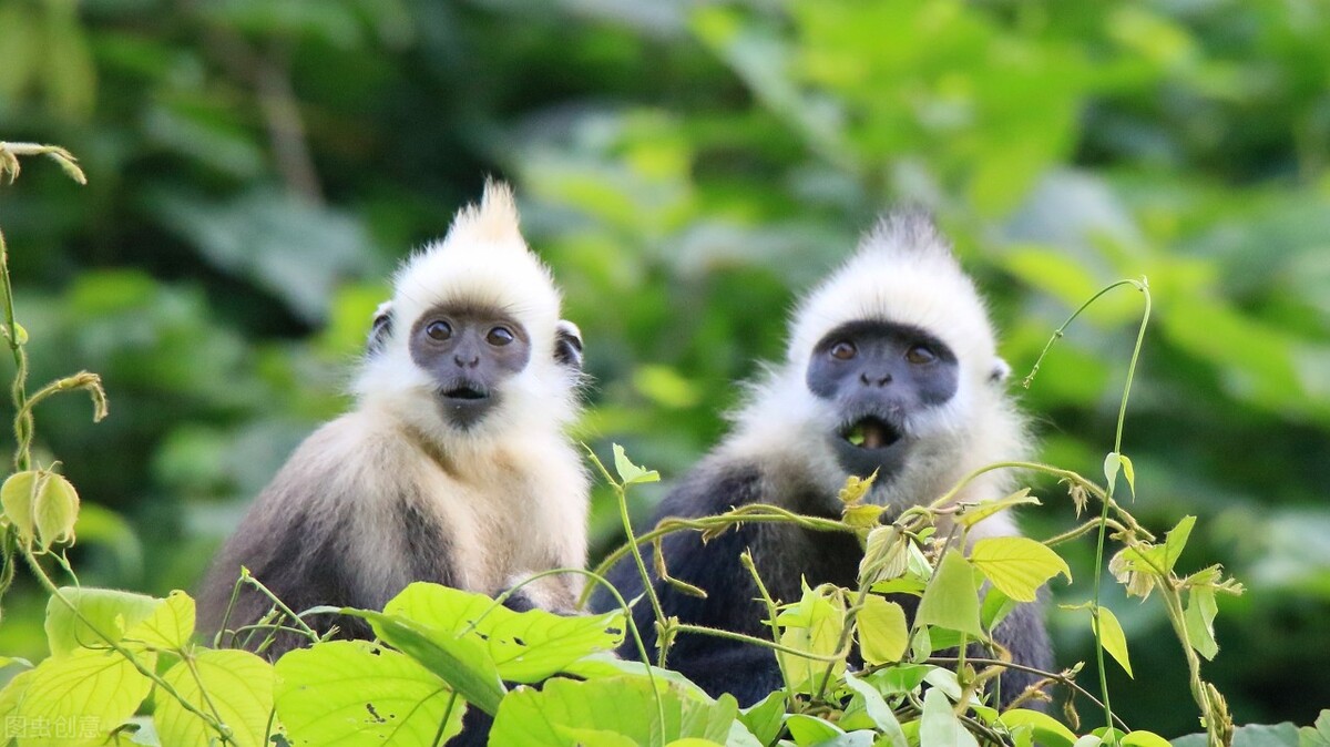 27.中国白头叶猴之乡——崇左