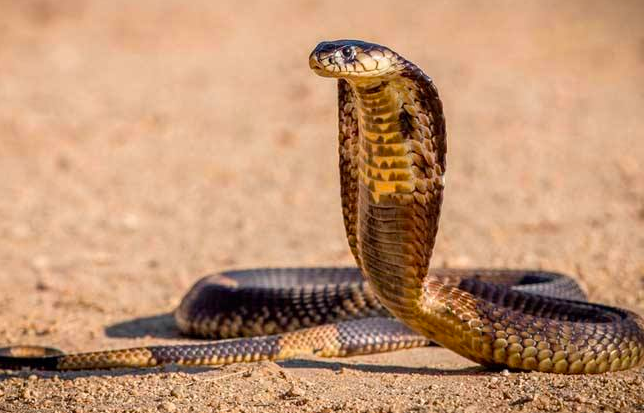 内陆太攀蛇是地球最毒的毒蛇，为什么致死率却是0？