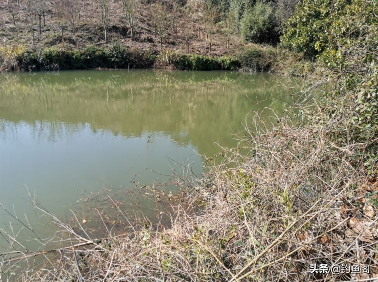 荒废山塘里藏着不少白鲫，连续钓了三天，鱼获为何反降不升？