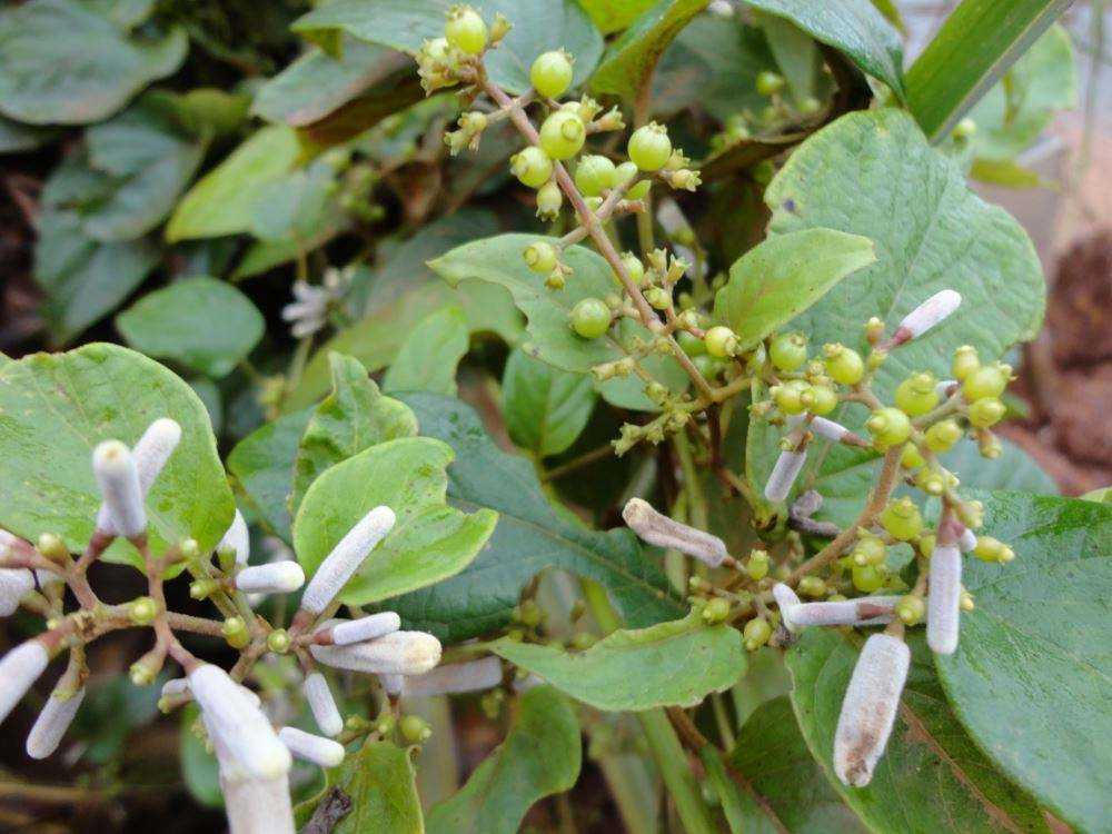 农村多少野草是中药材(50种农田常见杂草) - 青木春