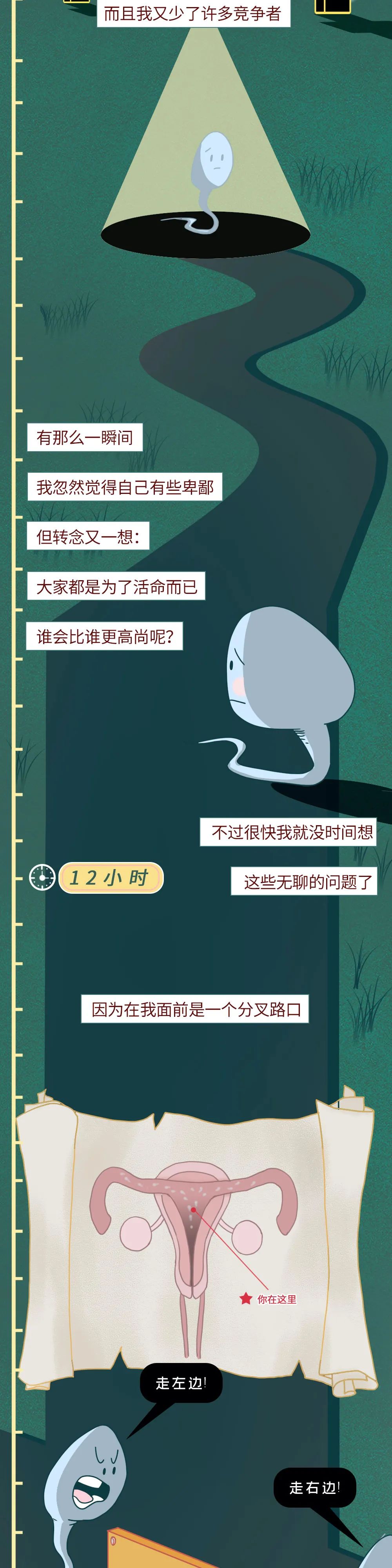 精子进入体内的24小时