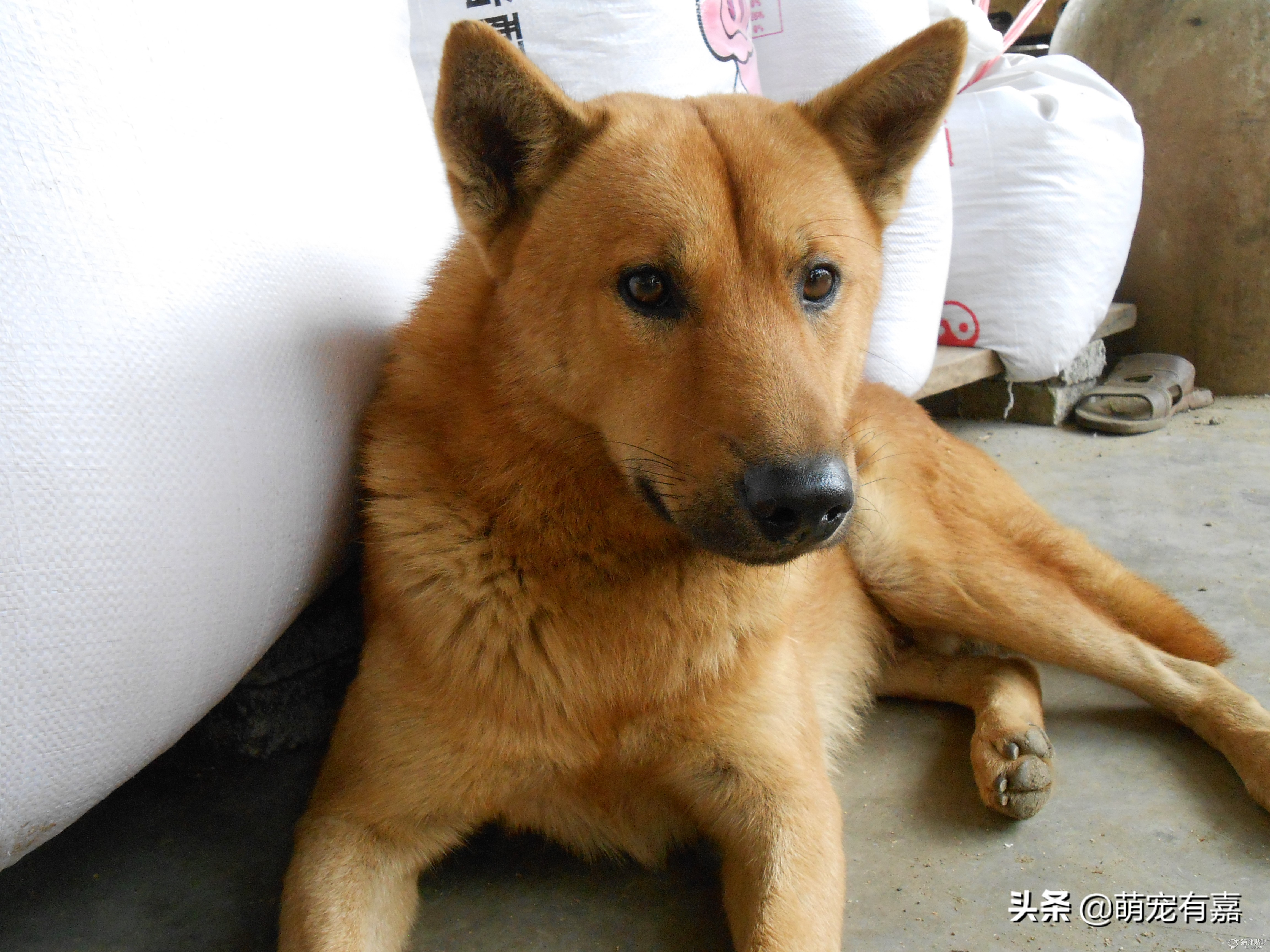 说法一:狗狗很机智具有灵性