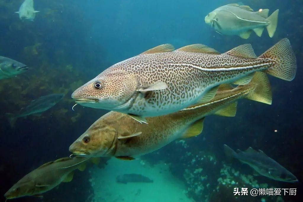 油鱼和鳕鱼的区别,油鱼和鳕鱼的区别图片