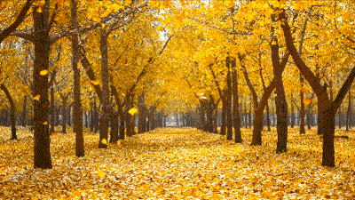 关于秋的诗句和散文
