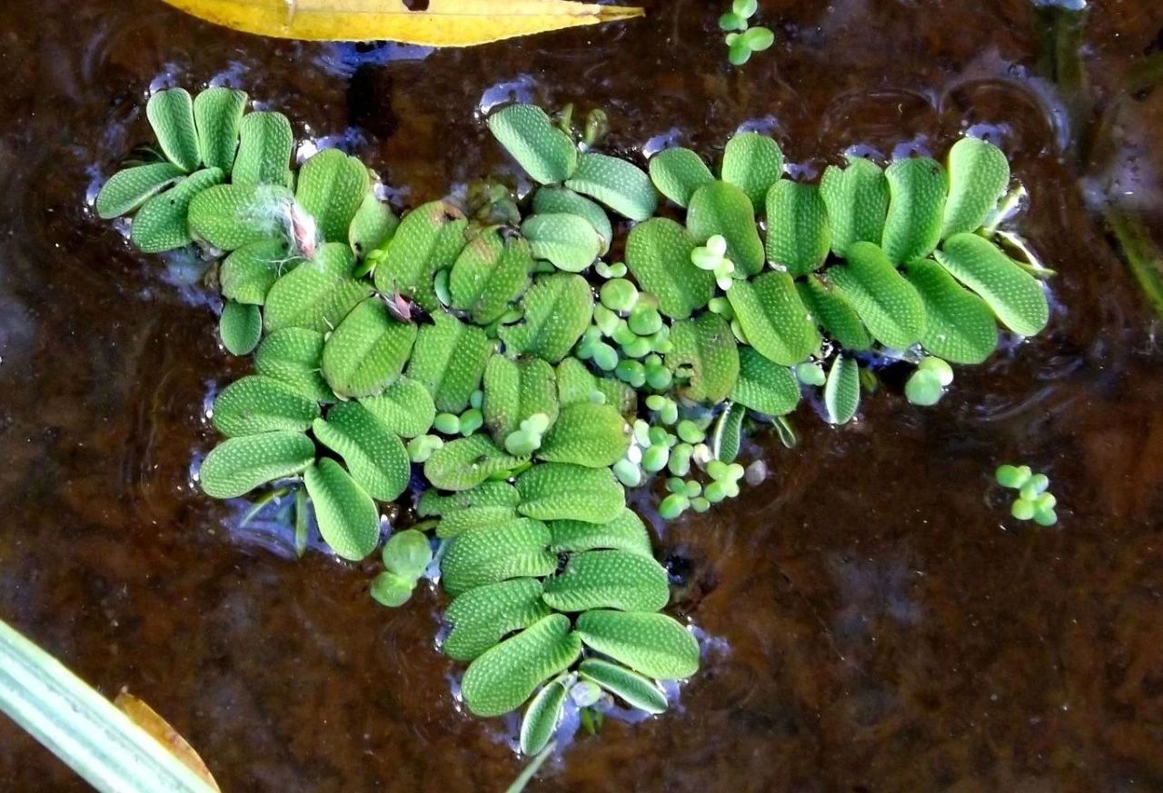 浮水植物和浮游植物图片