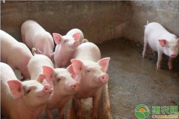 今日猪肉最新价格多少钱一斤？2020年猪肉价格什么时候下调？