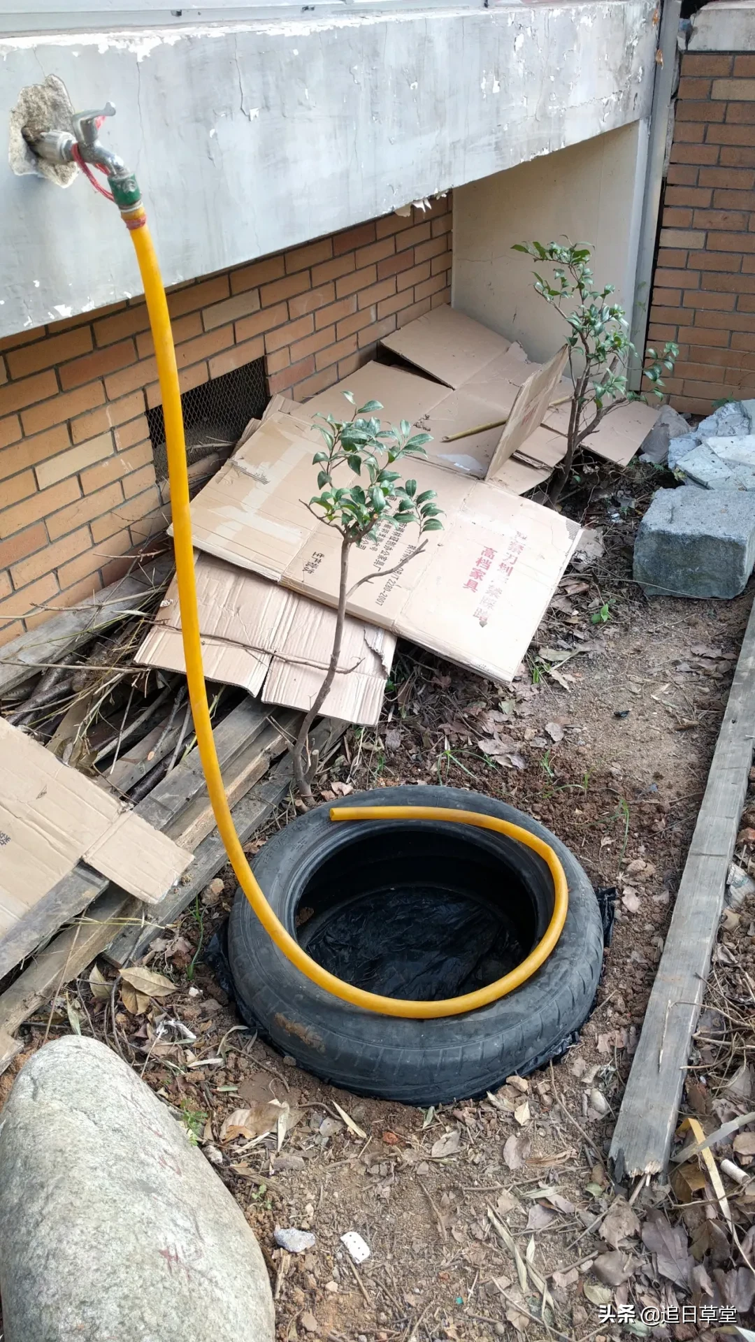 武汉都市菜园DIY回忆录之三樱花潭与浴盆鱼缸