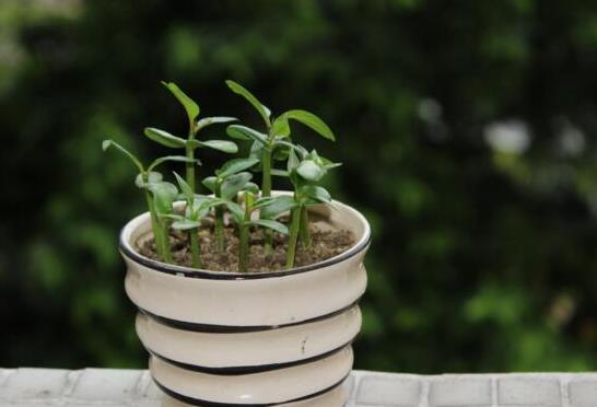 人生实苦，自渡是福