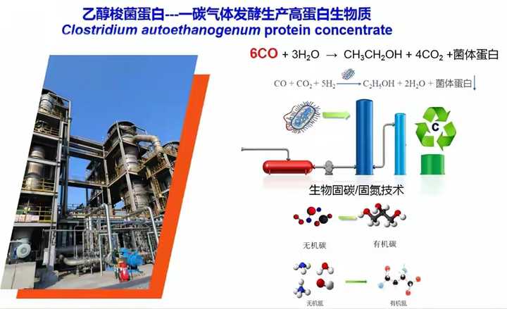 继二氧化碳合成淀粉后，我国又创一氧化碳合成蛋白技术，还量产了