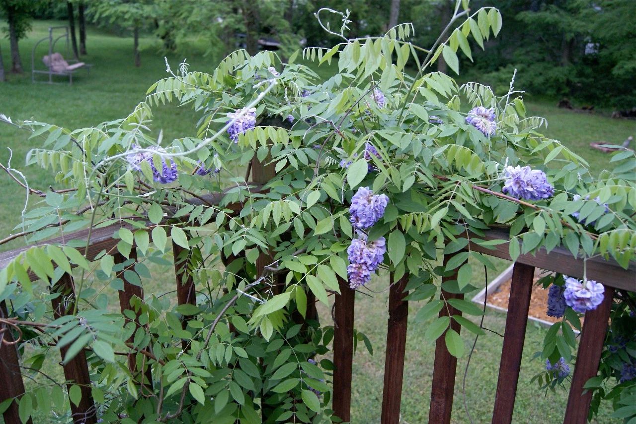 紫藤花养几年不开花紫藤养了好几年不开花