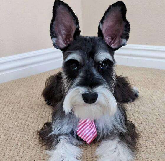 短毛小型犬短毛小型犬有哪些