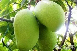 快收藏！18种热门芒果品种最全介绍，包你1次看个够