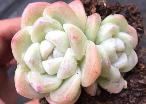 多肉植物呀丨多肉植物种类品鉴,景天专场(一)
