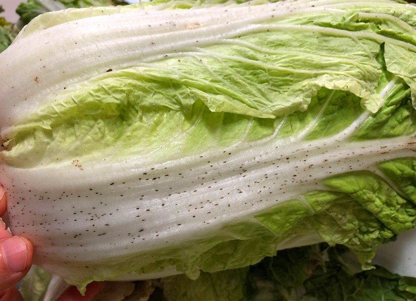 大白菜上的"小黑点"到底是什么？能不能吃？看完你就明白了