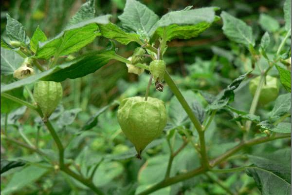 黄姑娘果的功效与作用(黄姑娘果的功效与作用每天吃几个好)-我的快乐