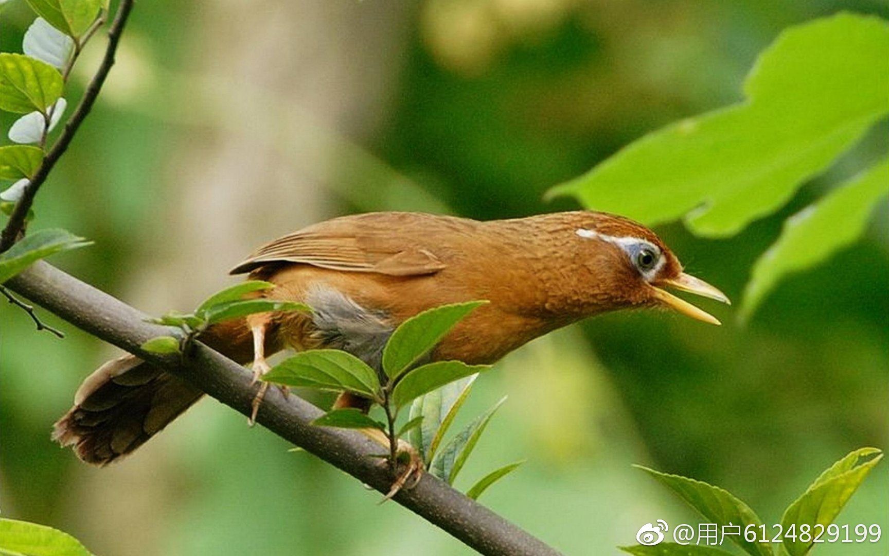 镅:一种放射性金属元素.鋂(搜不到简体):犬项绳索饰.