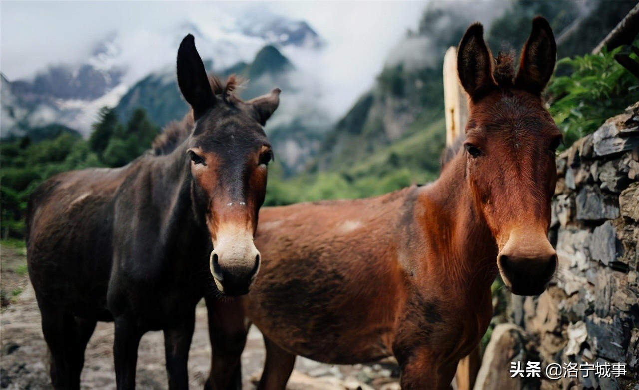 物种起源读书心得1500字 物种起源读后感