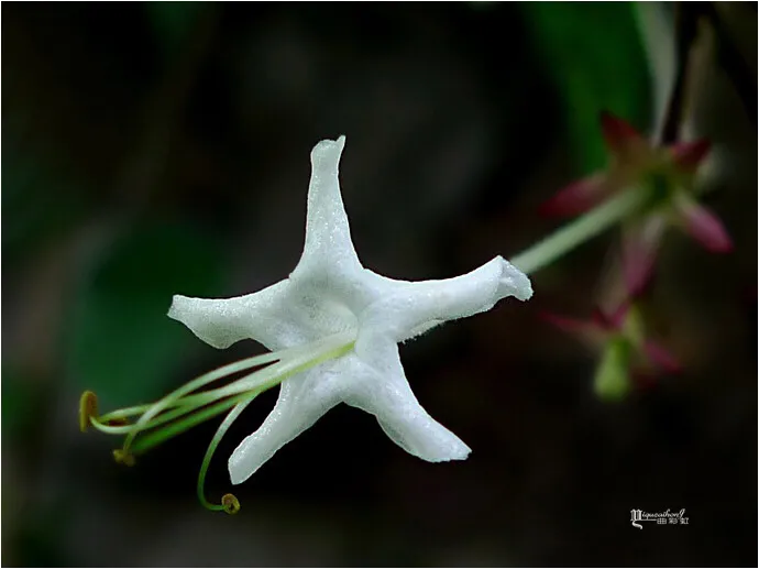 莲花山的野花