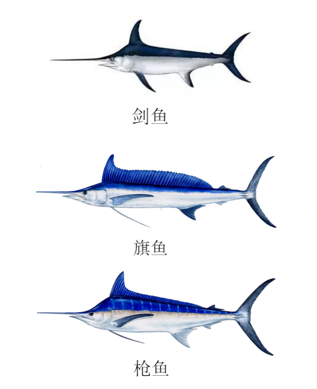 凶猛鱼类(能刺穿潜艇，丝毫不畏惧人类？1年能长90厘米，海洋中最猛的3种鱼)