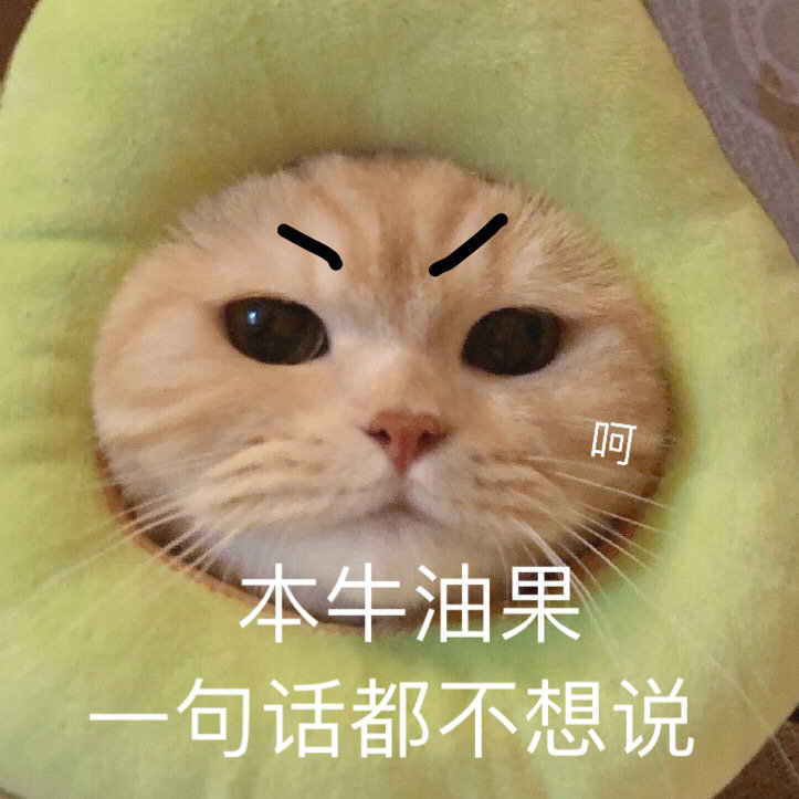 猫咪表情包​  生气专用表情包