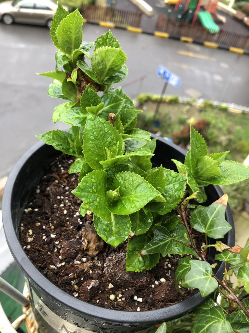 家里的花莫名其妙黄叶干枯,其实是想吃酸了,不然会死掉