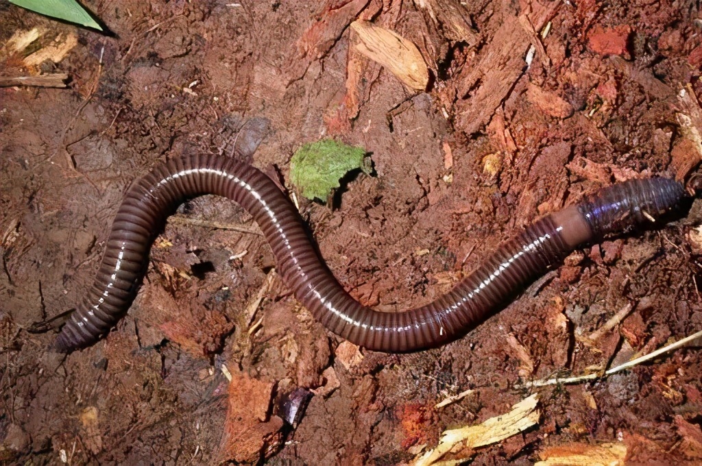 "电蚯蚓"一次捕获上百斤,暴利下藏着怎样的隐忧?