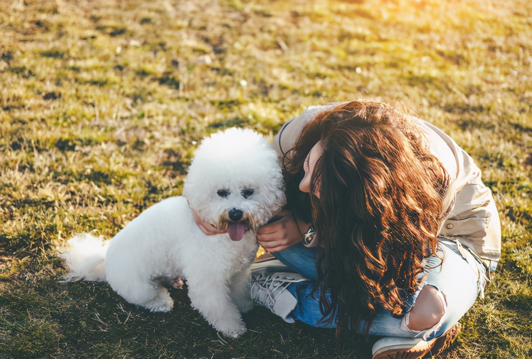 比熊犬怎么训（比熊犬训练的6个基本动作你知道多少）