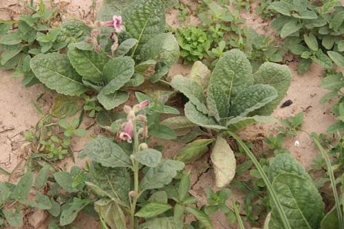 这野草满山都有,块茎价值高样子似地瓜,人称"地黄"大家都当宝